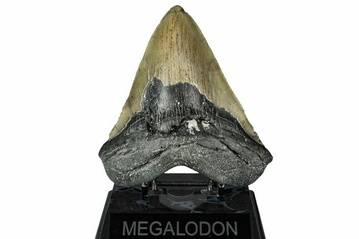 Fossil Megalodon Tooth - North Carolina #331088